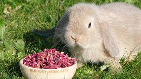 Základní informace a správný výběr mazlíčka