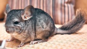 Základní informace a správný výběr mazlíčka