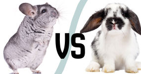 Základní informace a správný výběr mazlíčka