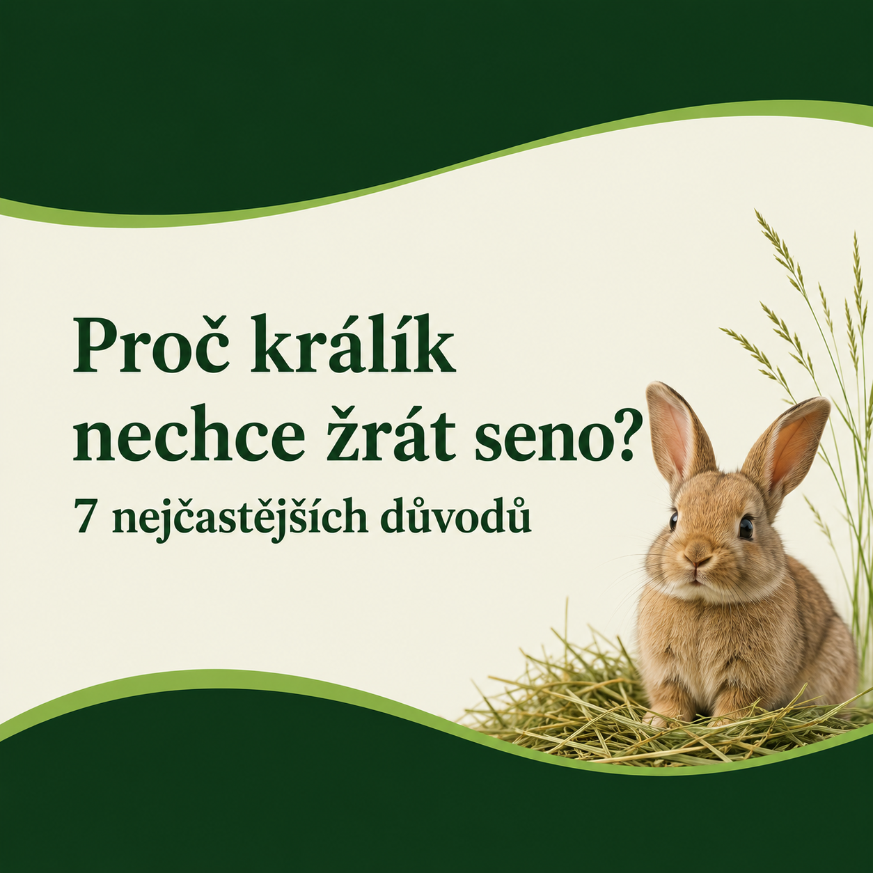 Proč králík nechce žrát seno? 7 nejčastějších důvodů