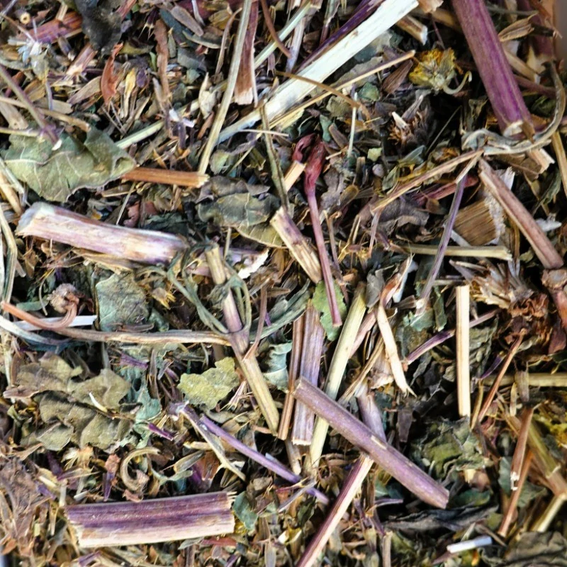 Třapatka (Echinacea)