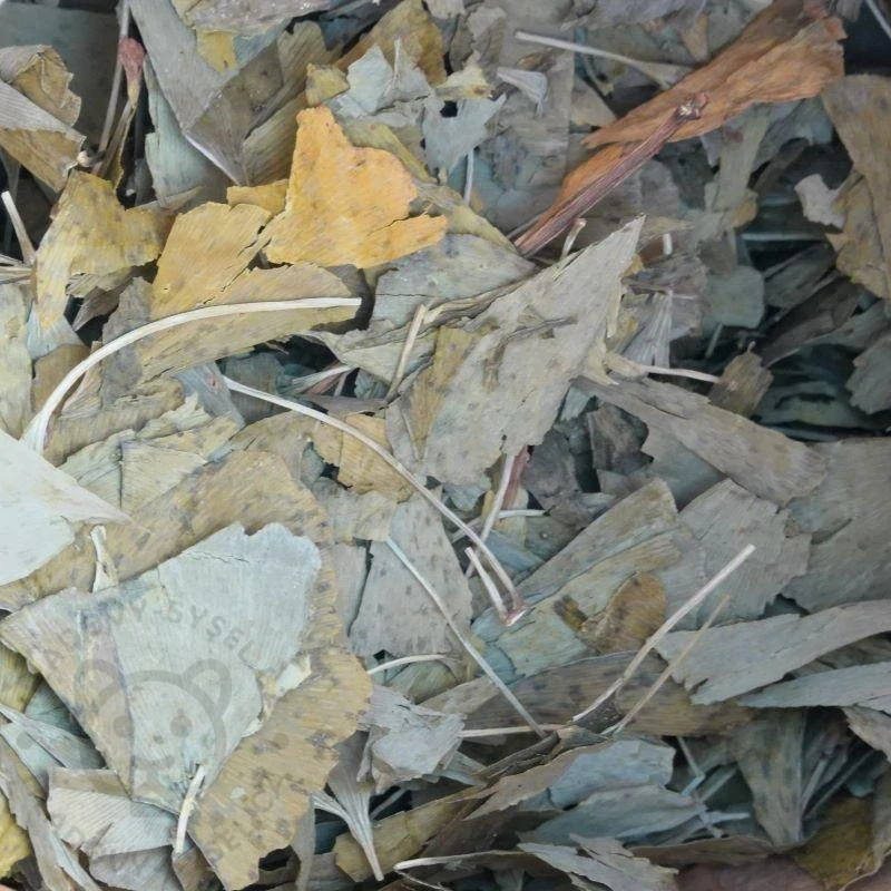 Jinan dvoulaločný (Ginkgo biloba)