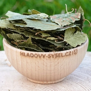 Bříza list