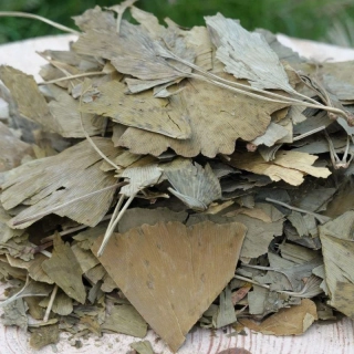 Jinan dvoulaločný (Ginkgo biloba)