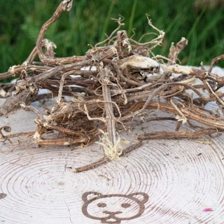 Kopřiva - kořen