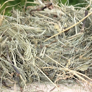 Přeslička